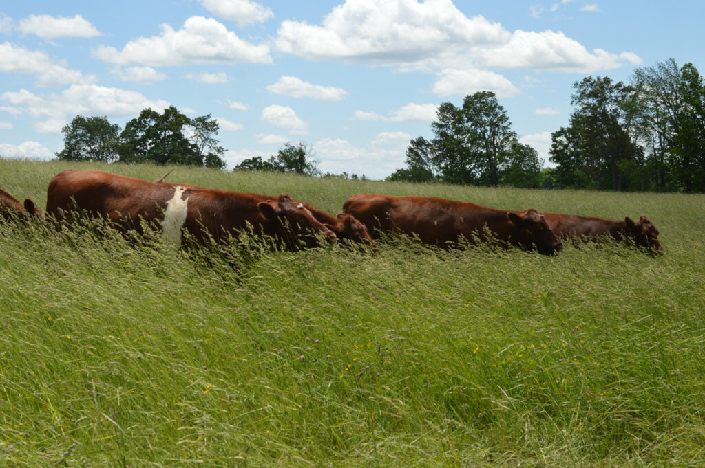 Faster Growing Grass