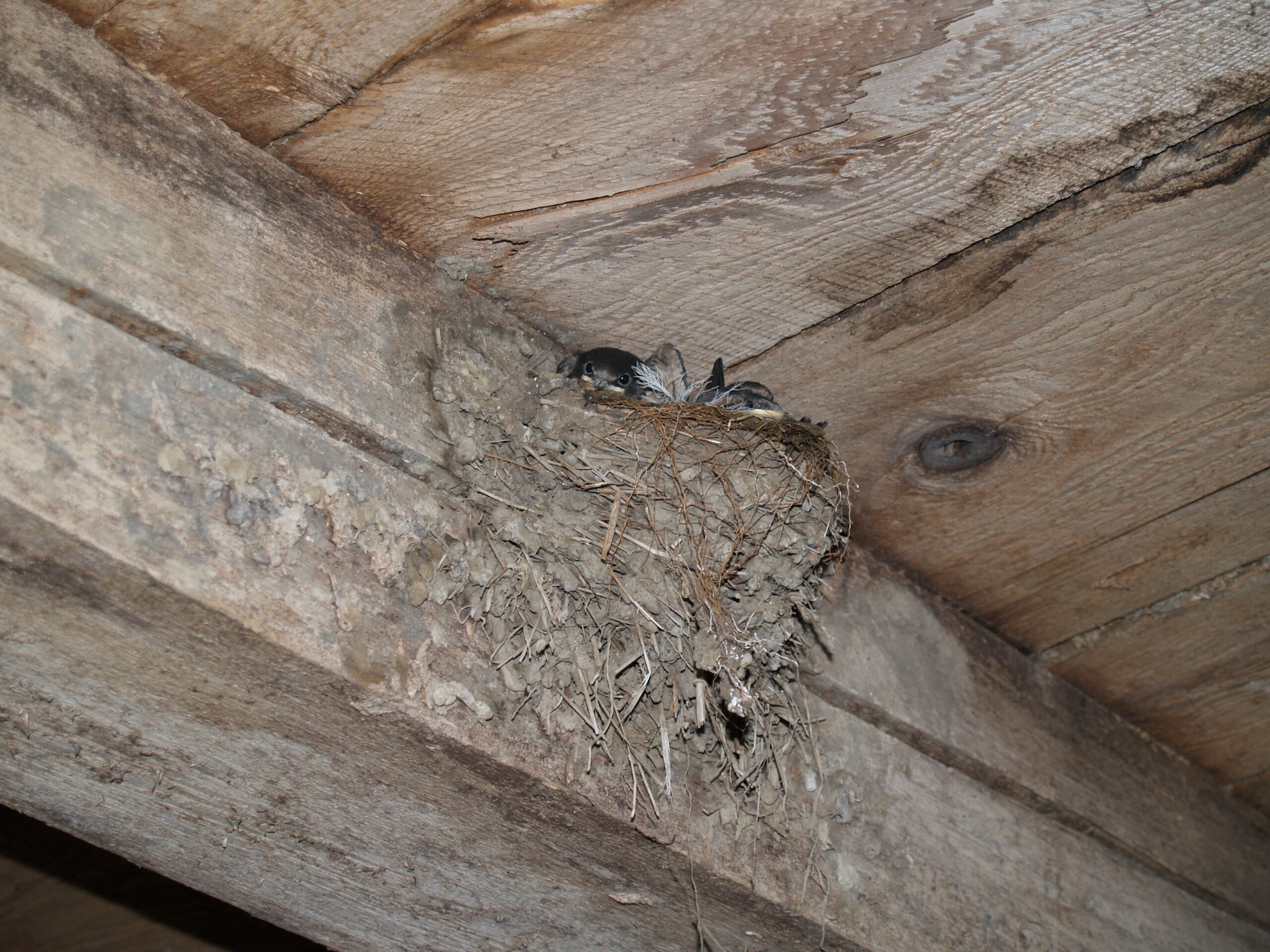 Barn Swallows Nesting