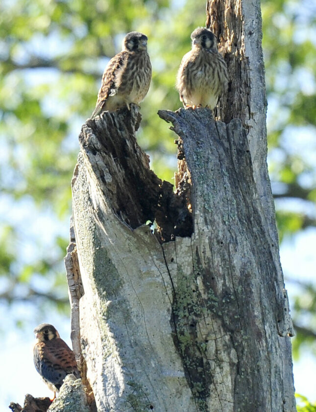 Kestrels - Hatched from my Kestrel Box