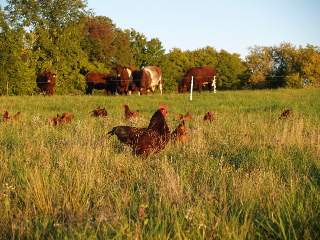 Diversity of Livestock
