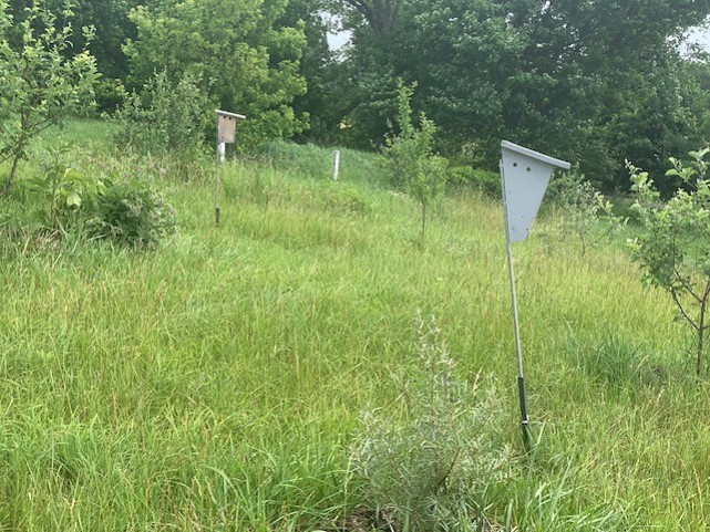 Interplanted Trees