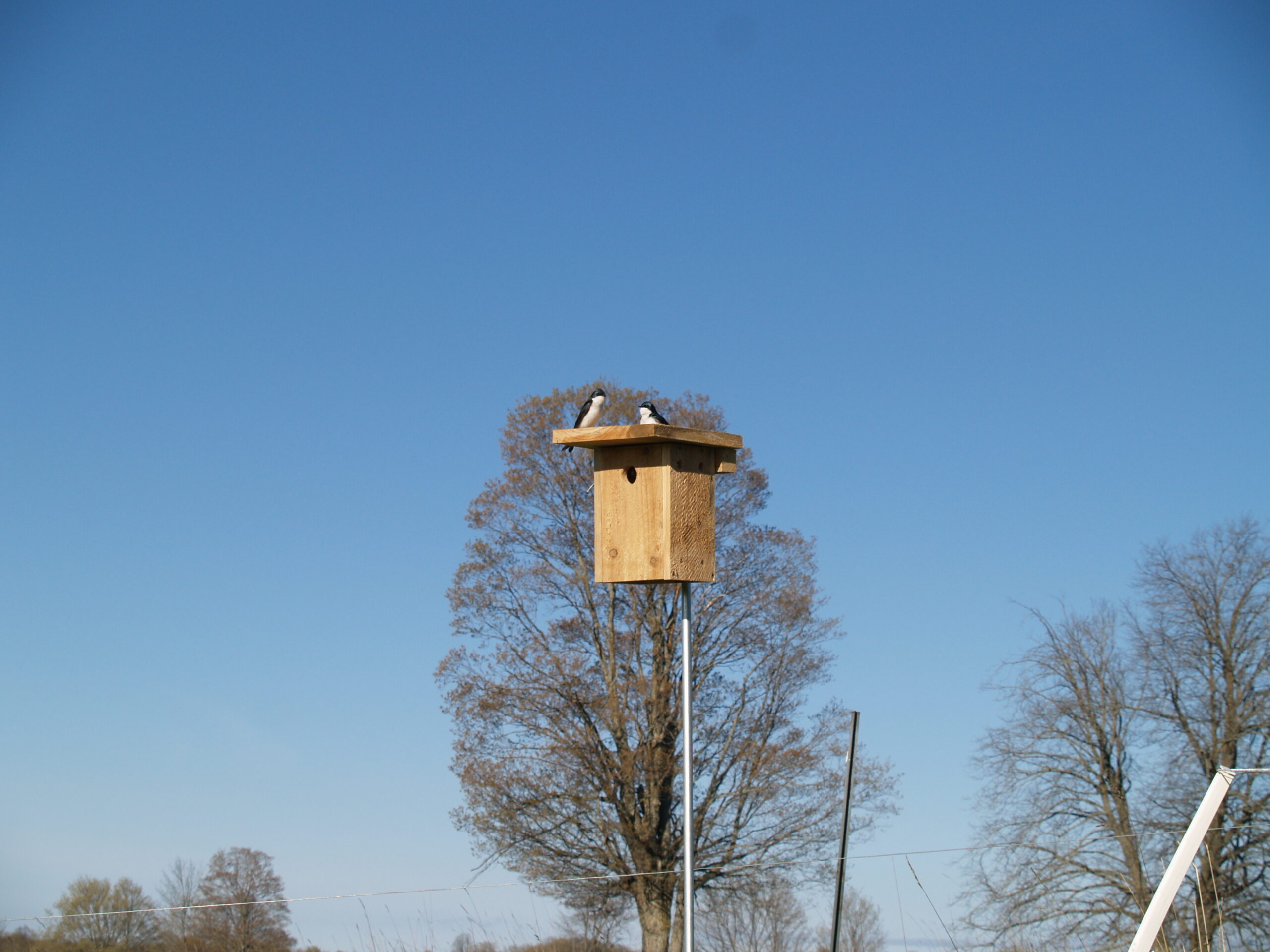 Tree Swallows